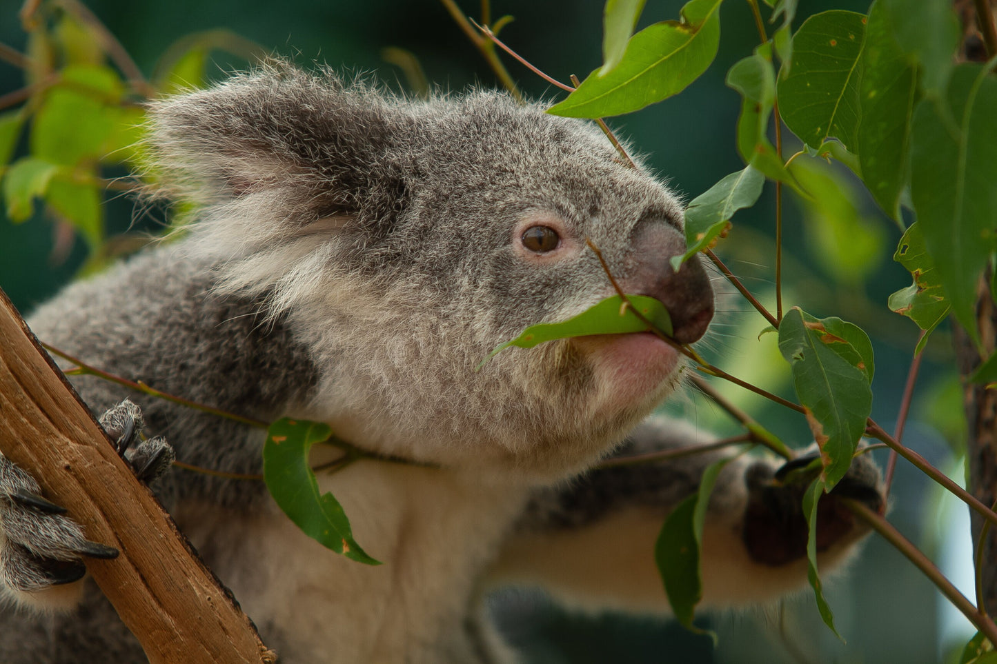 Beautiful Koala Greeting Card