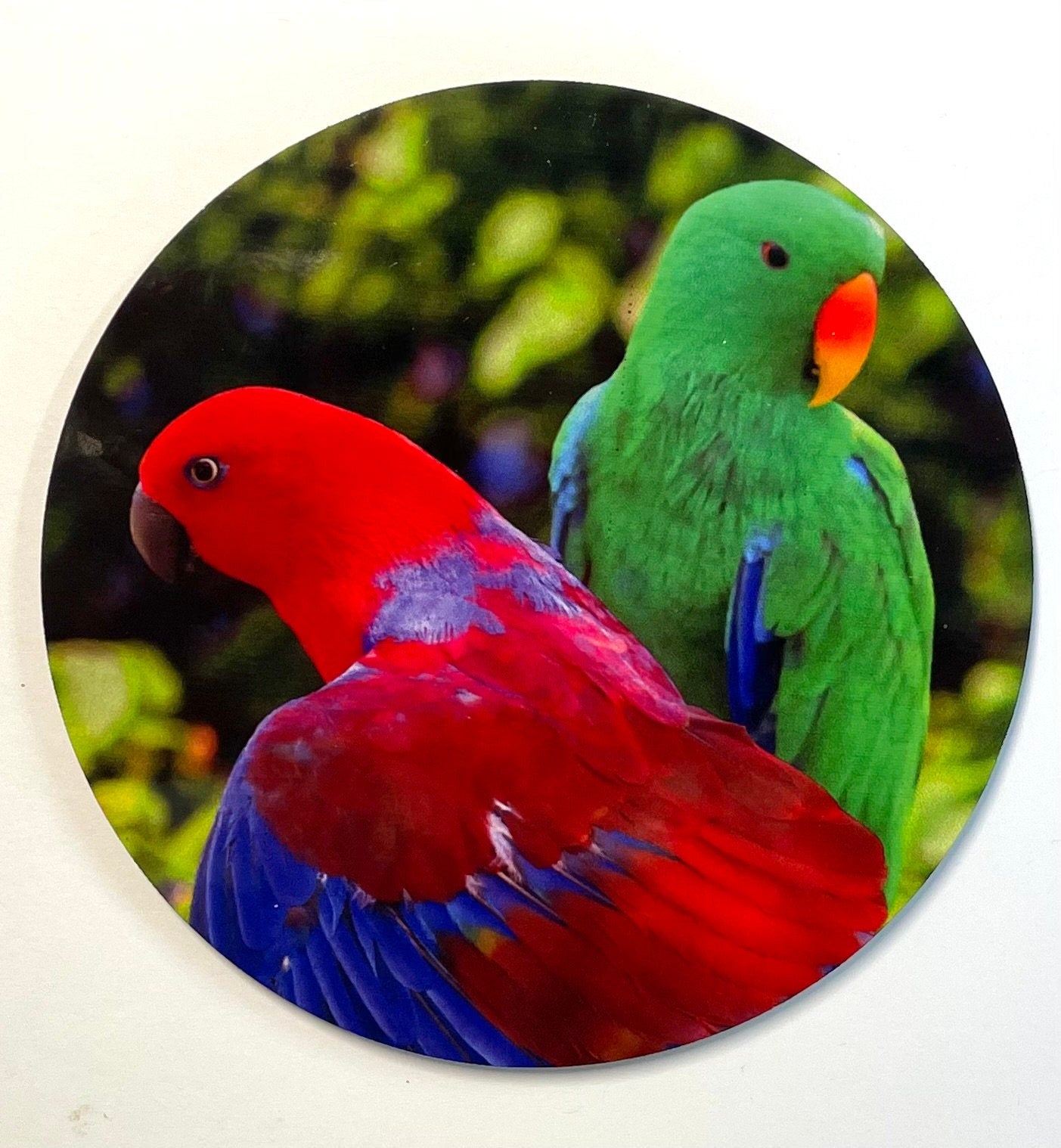 Colourful Eclectus Parrot Coasters