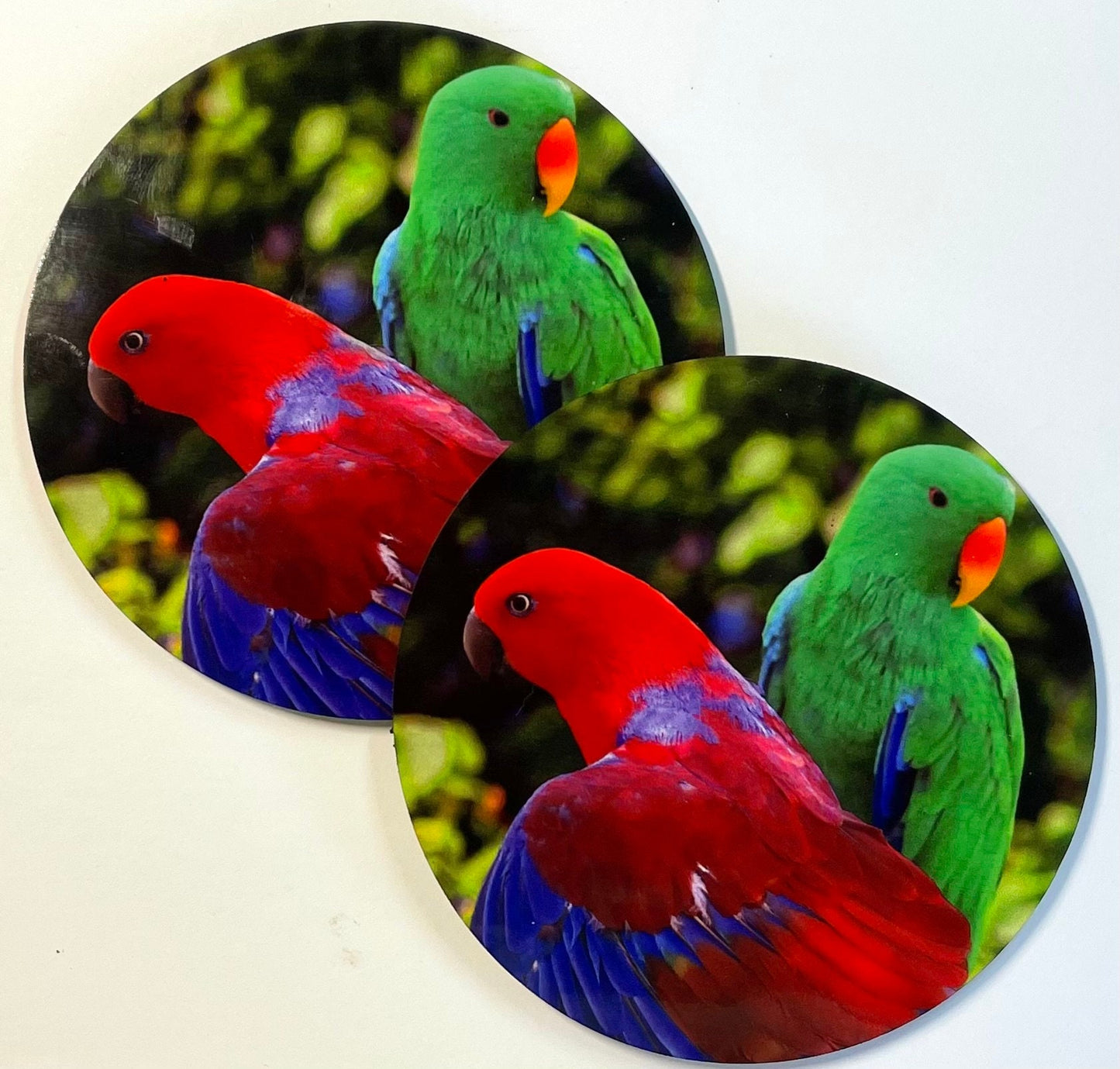 Colourful Eclectus Parrot Coasters